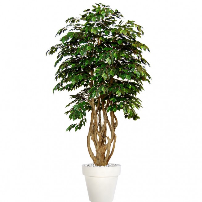 Planta semi-artificiala Ila, Ficus Exotica Malabar Lux Green - 250 cm
